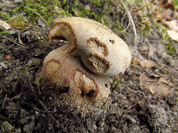 hríb dubový Boletus reticulatus Schaeff.