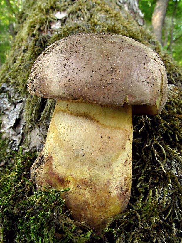 hríb príveskatý Butyriboletus appendiculatus (Schaeff. ex Fr.) Secr.