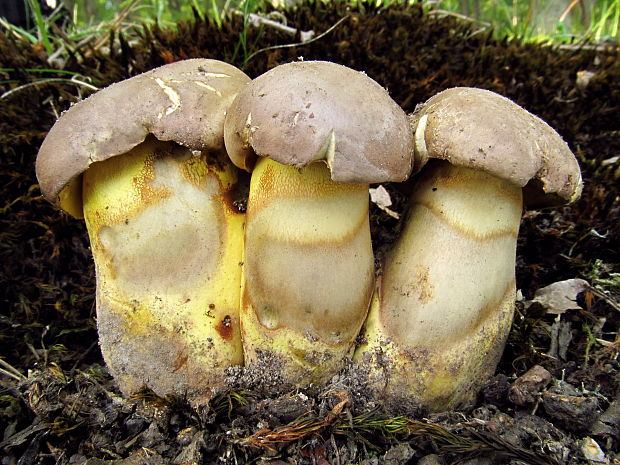 hríb príveskatý Butyriboletus appendiculatus (Schaeff. ex Fr.) Secr.