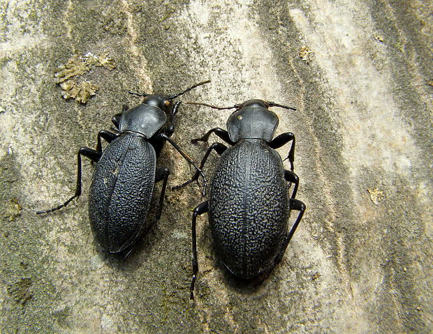 bystruška kožovitá Carabus coriaceus