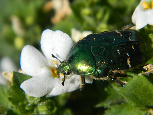 zlatoň obyčajný Cetonia aurata