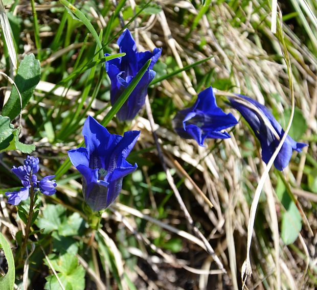 horec clusiov Gentiana clusii Perr. et Songeon