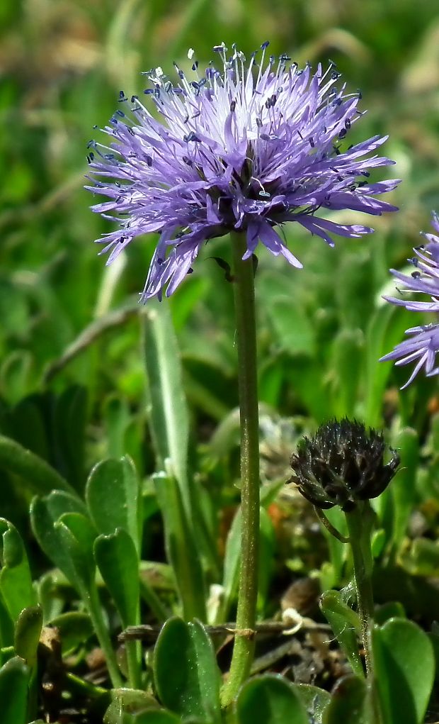 guľôčka srdcovitolistá Globularia cordifolia L.