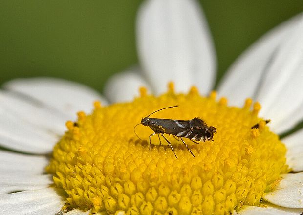 môľka reznačková Glyphipterix simpliciella