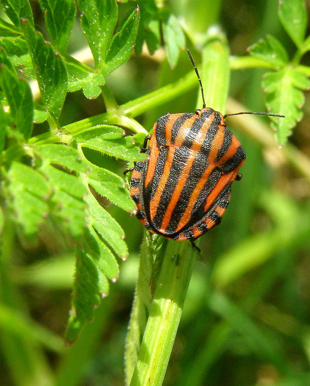 bzdocha pásava Graphosoma italicum