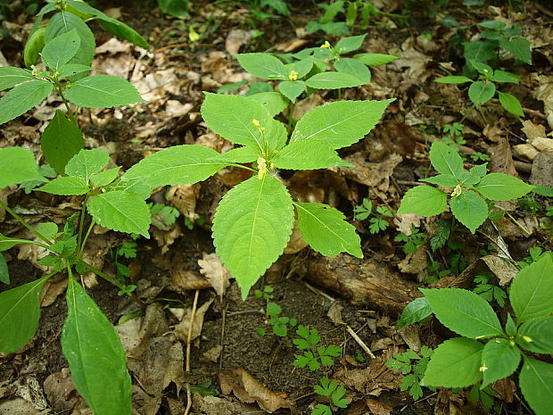 netýkavka malokvetá Impatiens parviflora DC.