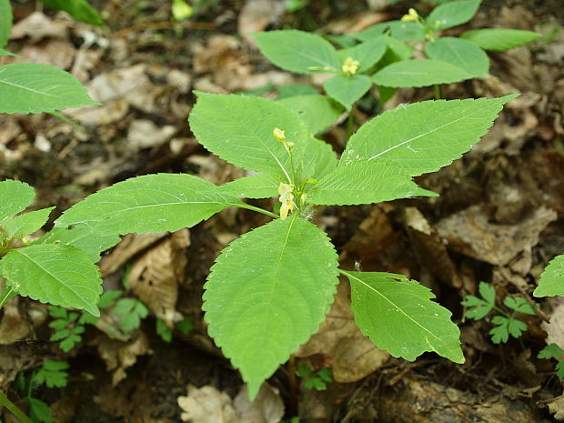 netýkavka malokvetá Impatiens parviflora DC.