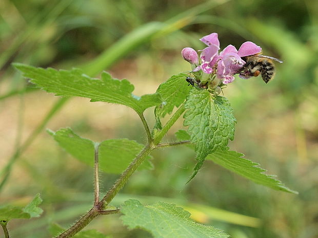 hluchavka škvrnitá Lamium maculatum L.