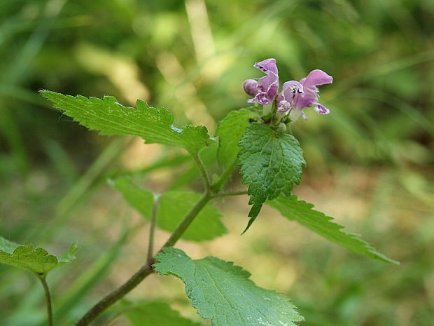 hluchavka škvrnitá Lamium maculatum L.