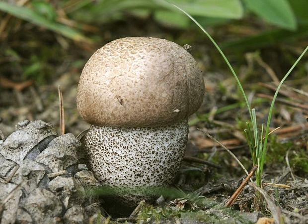 kozák topoľový Leccinum duriusculum (Schulzer ex Kalchbr.) Singer