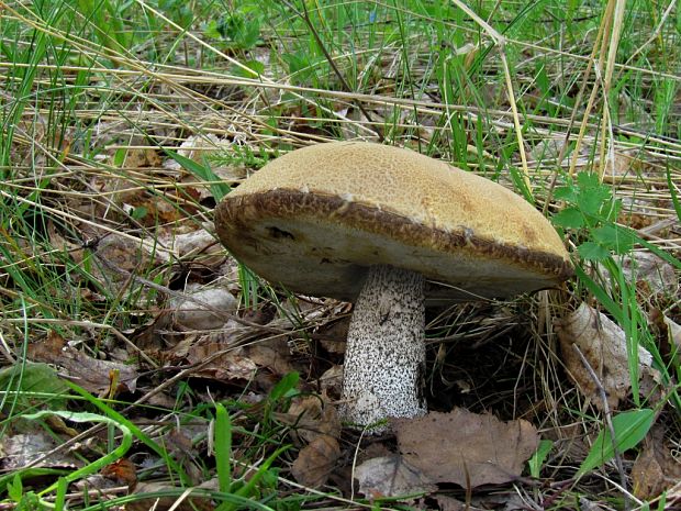 kozák Leccinum sp.