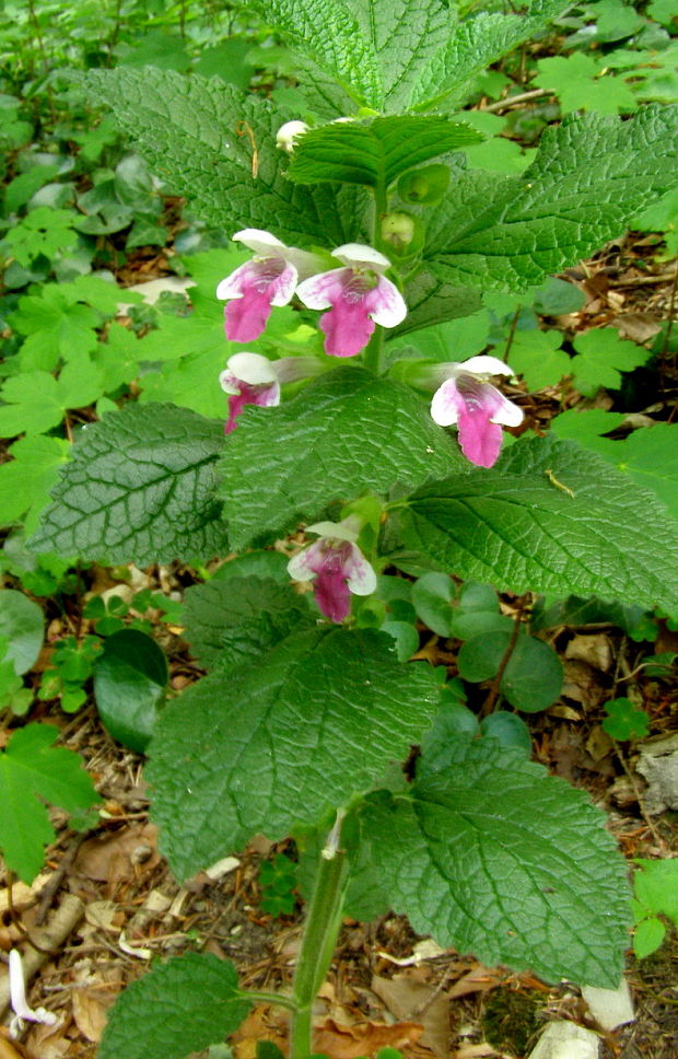 medunica medovkolista Melittis melissophyllum L.