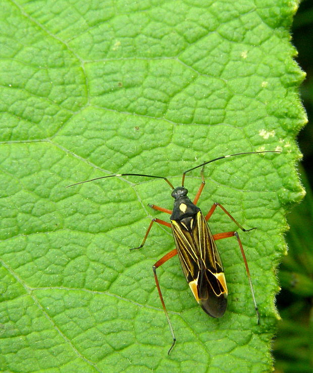 bzdoška Miris striatus