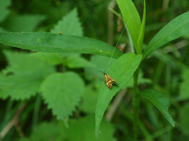 adéla De Geerova Nemophora degeerella