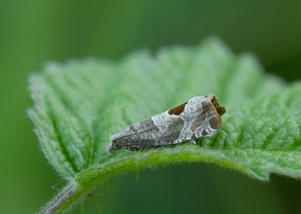 obaľovač Uddmannov Notocelia uddmanniana