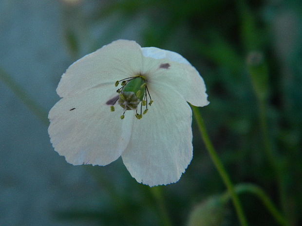 mak pochybný bielokvetý Papaver dubium subsp. austromoravicum (Kubát) Hörandl