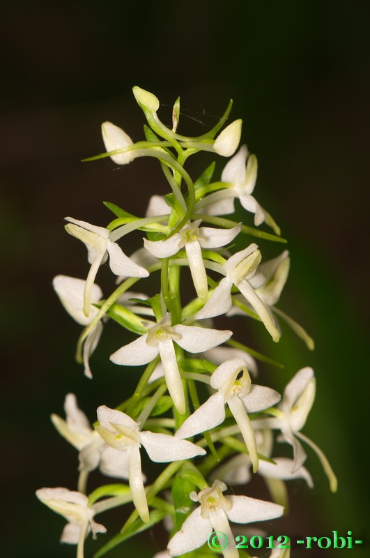 vemenník dvojlistý Platanthera bifolia (L.) Rich.