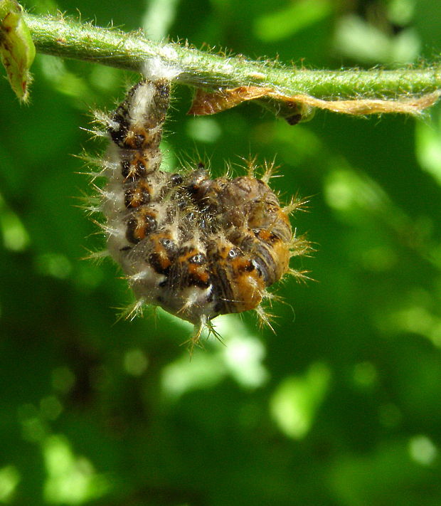 babôčka zubatokrídla-húsenica Polygonia c-album