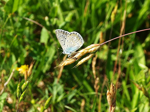 modráčik obyčajný Polyommatus icarus