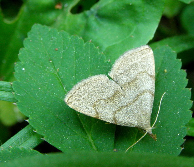 pamora dubová Polypogon strigilata