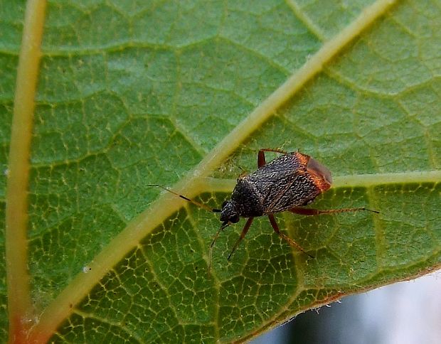 Psallus ambiguus (Miridae)