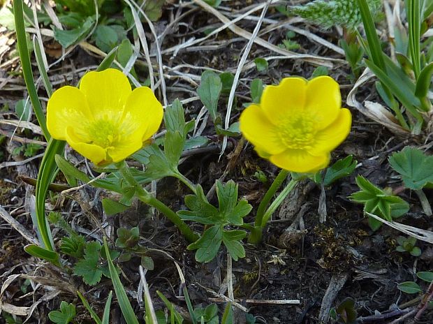 iskerník pahorský Ranunculus cf. pseudomontanus Schur