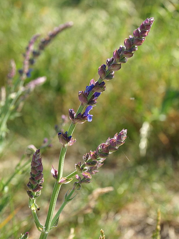 šalvia hájna Salvia nemorosa L.