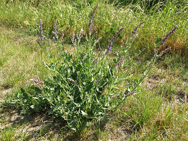 šalvia hájna Salvia nemorosa L.