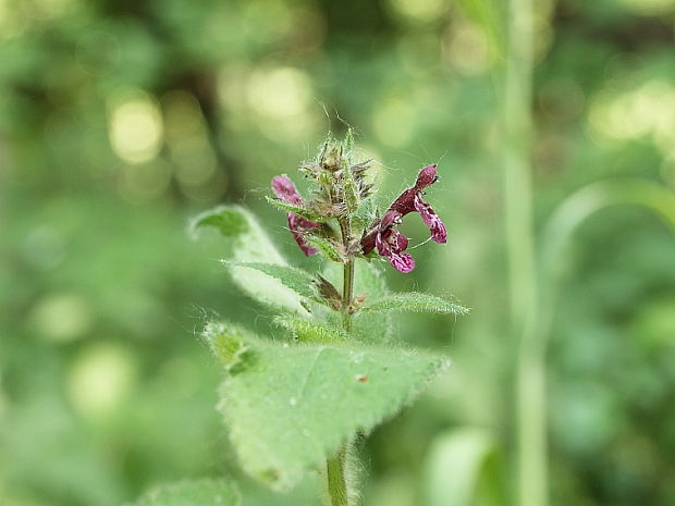 čistec lesný Stachys sylvatica L.