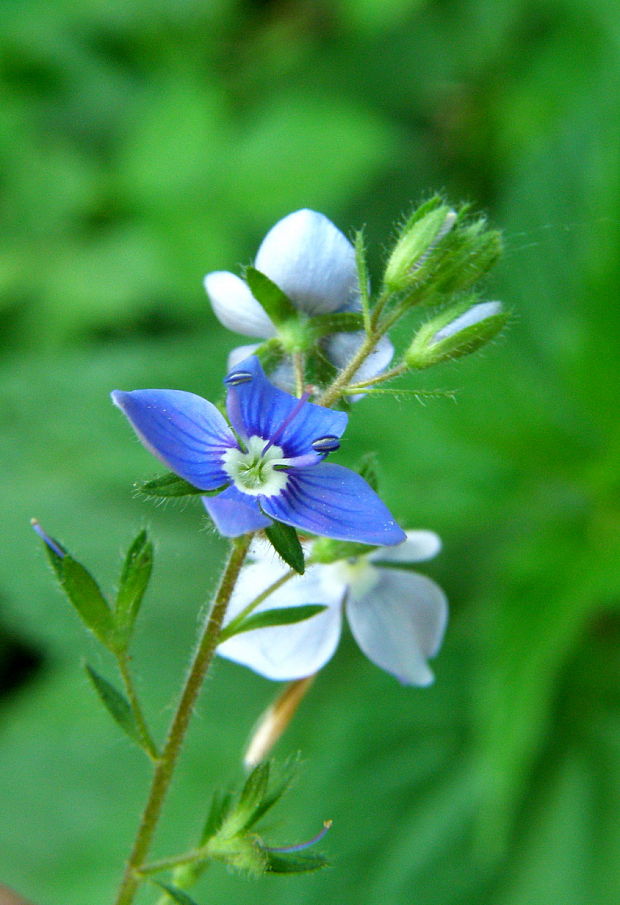 veronika Veronica sp.