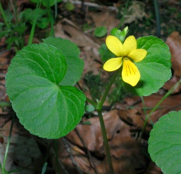 fialka dvojkvetá Viola biflora L.