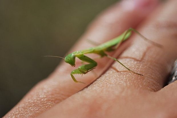 modlivka zelená mantis religiosa