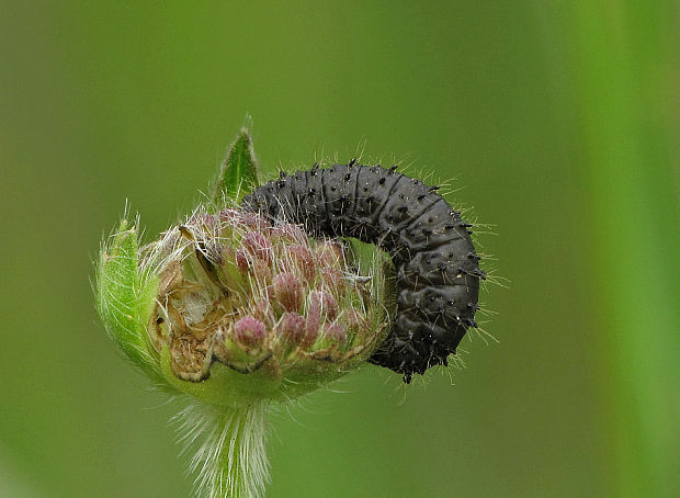 váhavec čierny -larva  Galeruca tanaceti