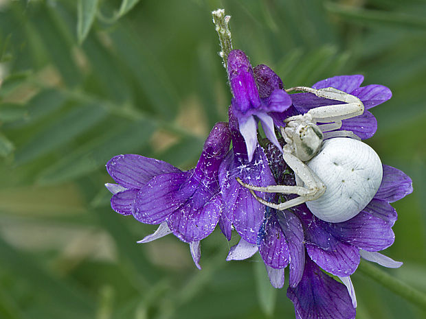 kvetárik dvojtvarý   Misumena vatia