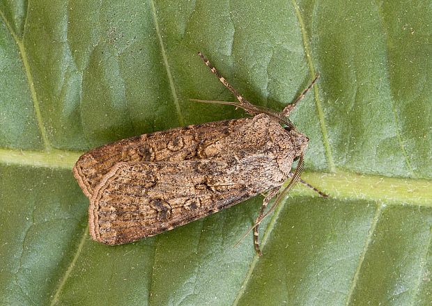 siatica oziminová Agrotis segetum