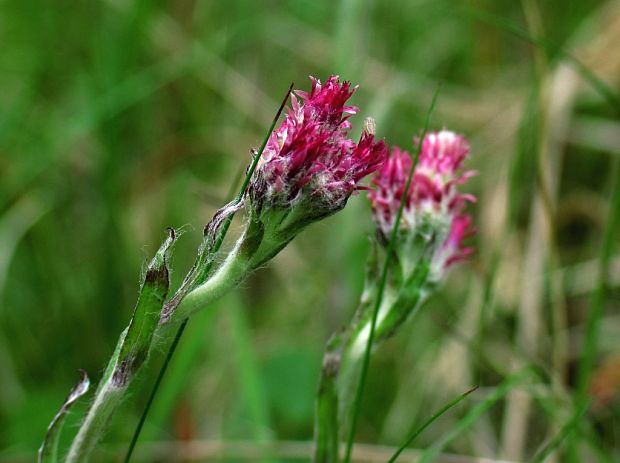 plešivec dvojdomý Antennaria dioica (L.) Gaertn.