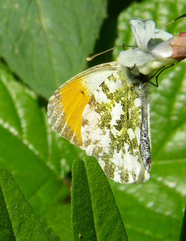 mlynárik žeruchový Anthocharis cardamines  Linnaeus, 1758