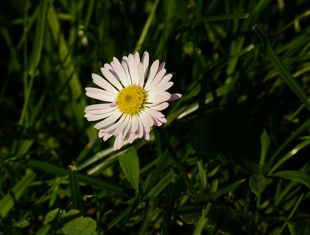 sedmokráska obyčajná Bellis perennis L.