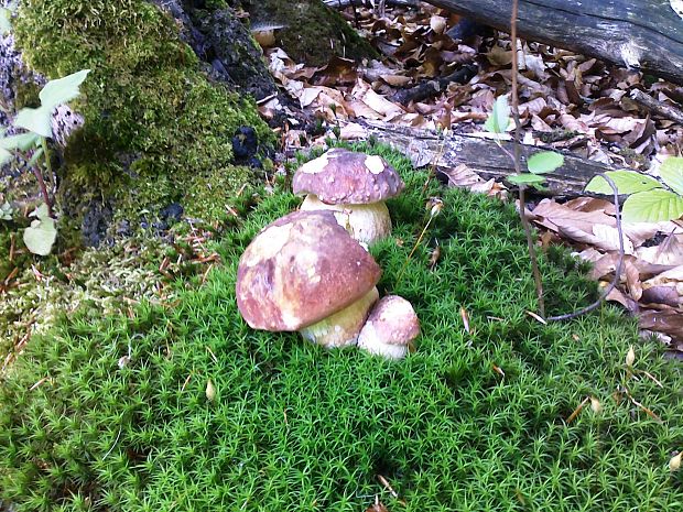 hríb sosnový Boletus pinophilus Pil. et Dermek in Pil.