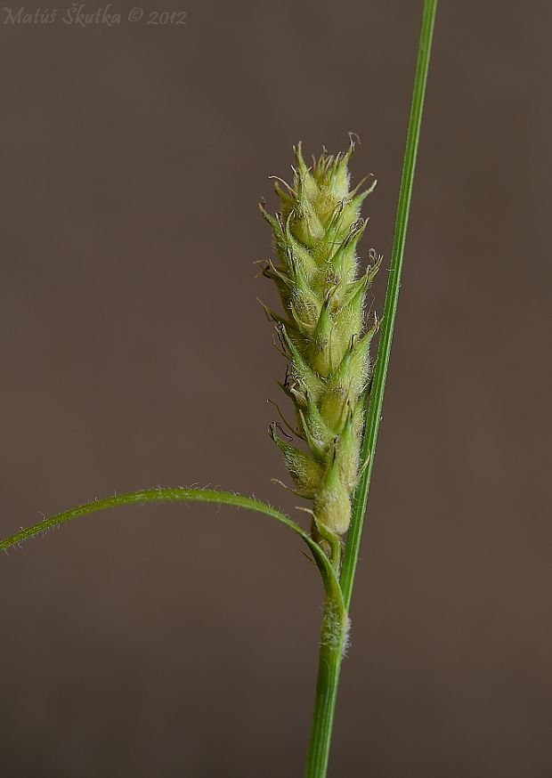 ostrica srstnatá Carex hirta L.