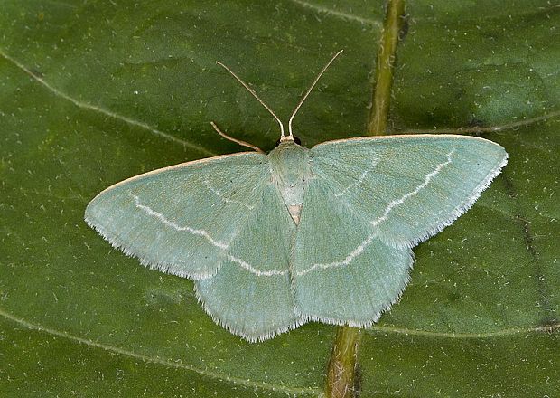 piadivka vresovisková Chlorissa viridata