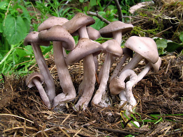 strmuľka Clitocybe sp.