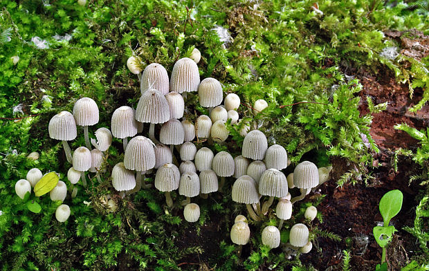 hnojník rozsiaty Coprinellus disseminatus (Pers.) J.E. Lange