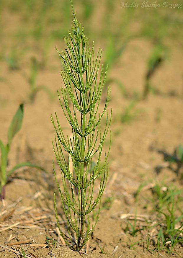 praslička roľná Equisetum arvense L.