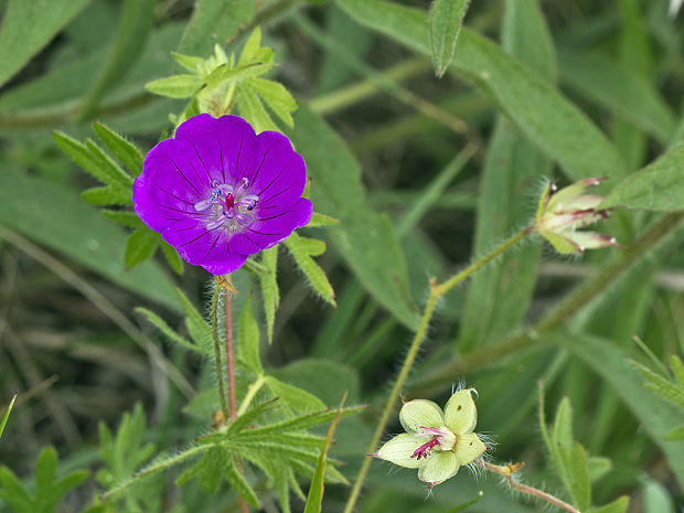 pakost krvavý 3 Geranium sanguineum L.