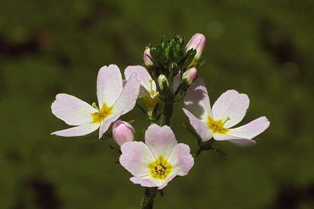 perutník močiarny Hottonia palustris L.