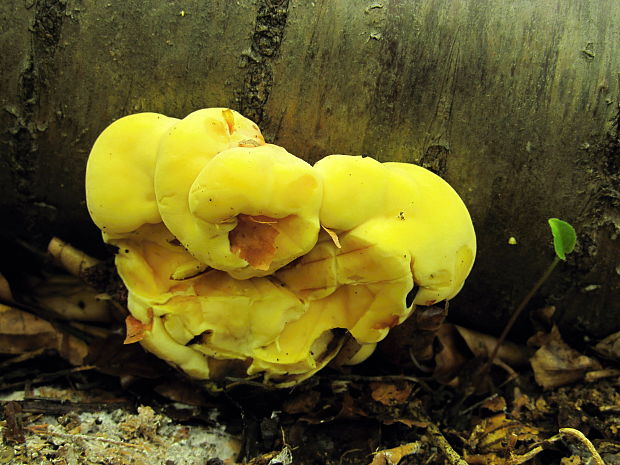 sírovec obyčajný Laetiporus sulphureus (Bull.) Murrill