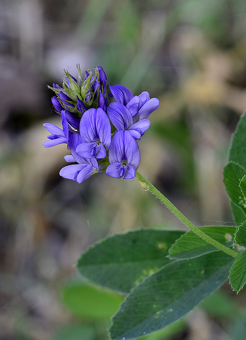 lucerna siata Medicago sativa L.