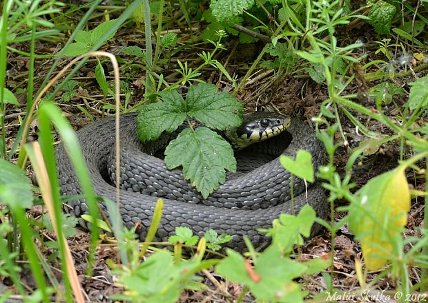 užovka obojková Natrix natrix