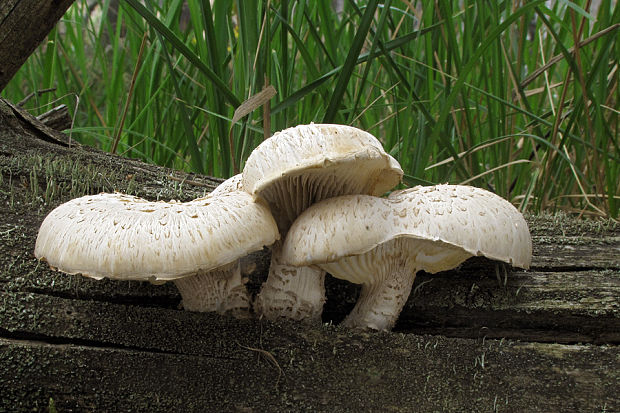 húževnatec šupinatý Neolentinus lepideus (Fr.) Redhead & Ginns